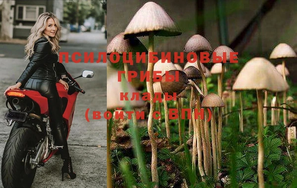 бошки Дмитров